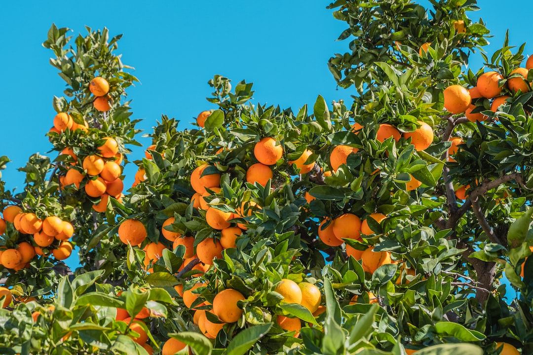 Quel est le fruit qui contient le plus de vitamine D ?